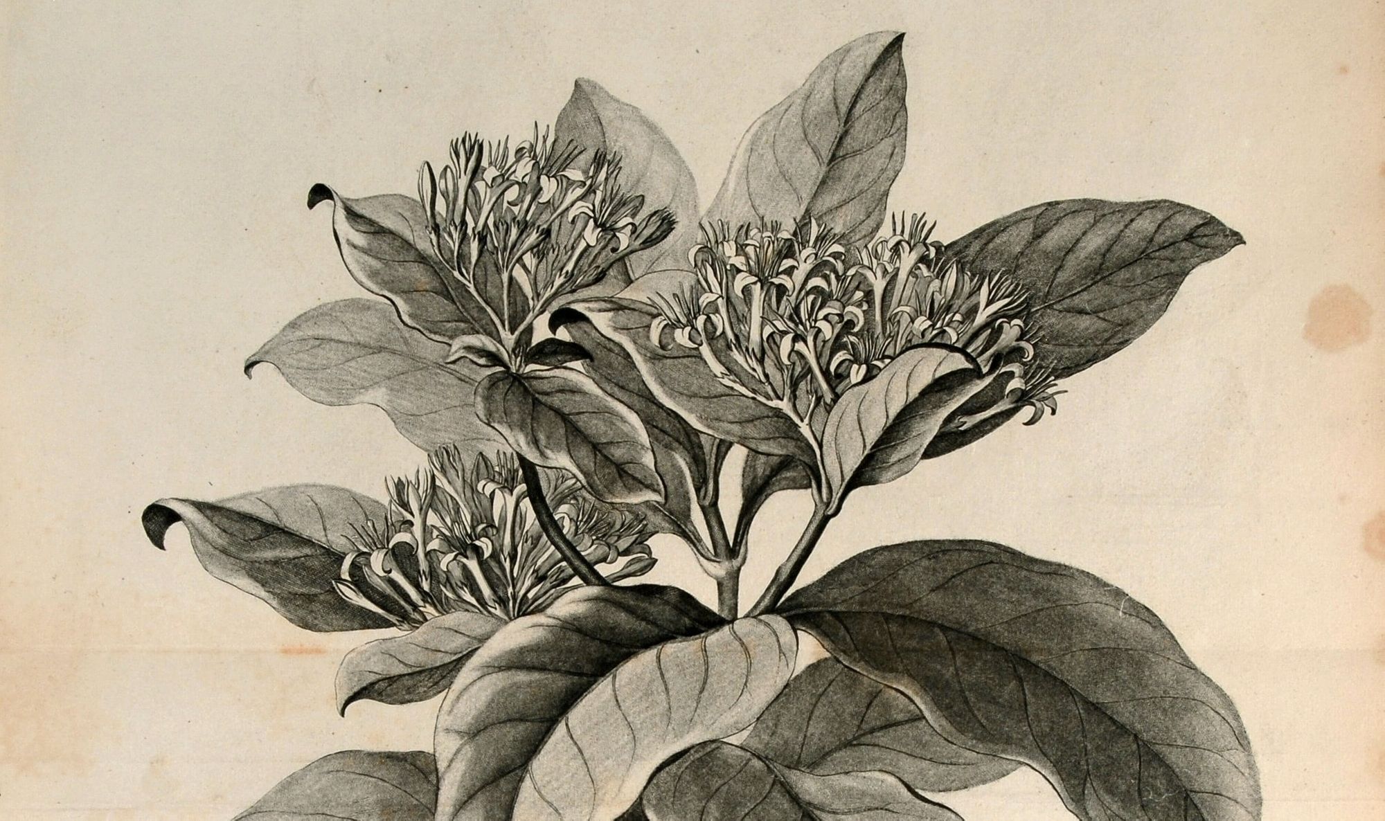 Scientific American Blog: How Have Plants Shaped Societies?